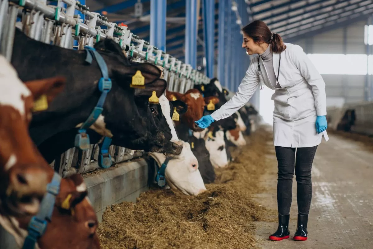 Veterinary in lab robe standing at cowshed