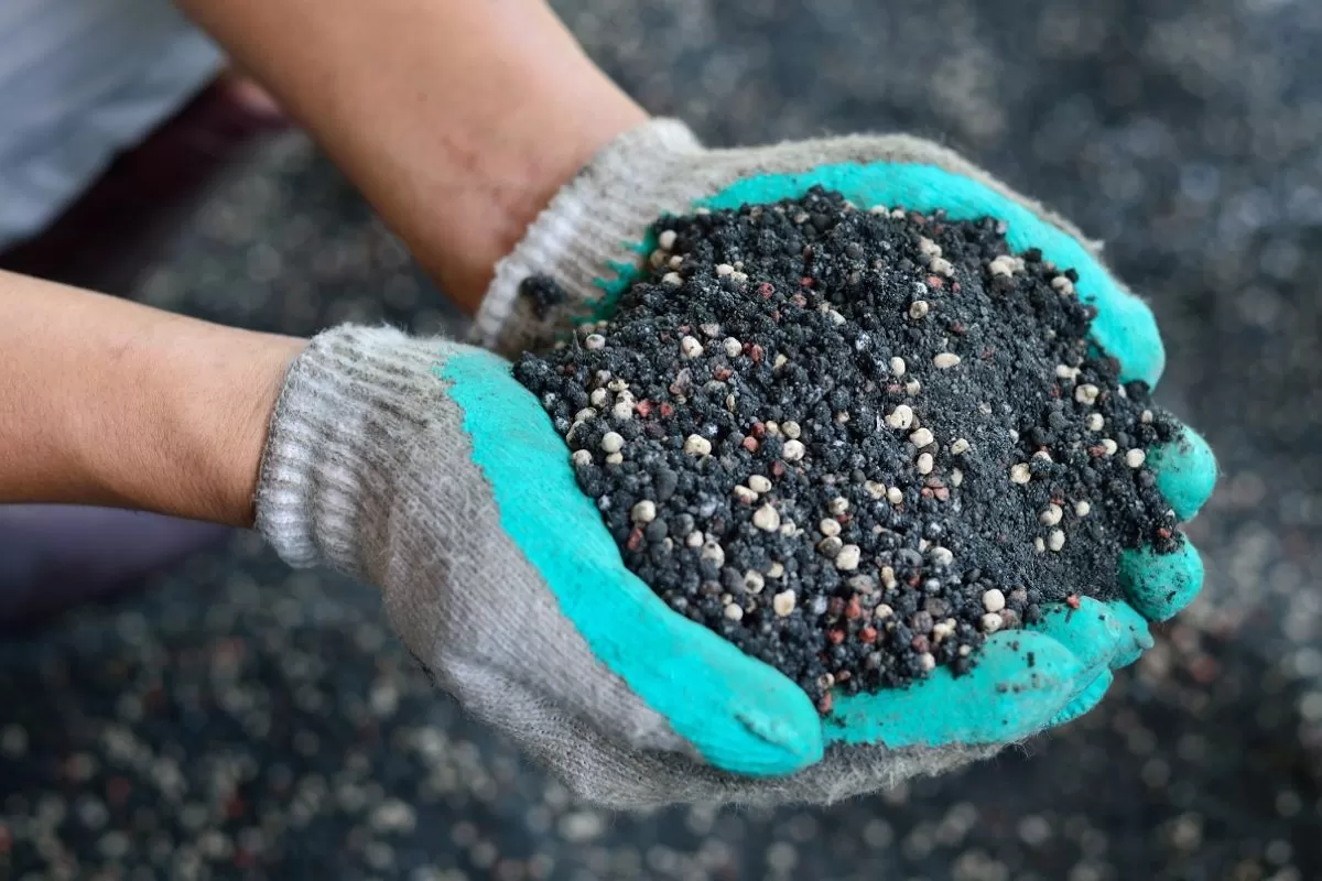 The mix of plant chemical fertilizer and manure on farmer hands.